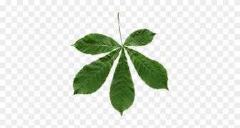 Download - Chestnut Leaf Png