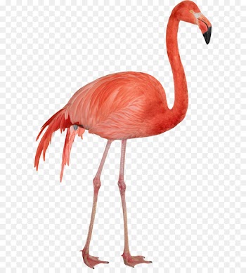 Download Computer file - Flamingo PNG 