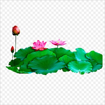 Download Computer file - Lotus 