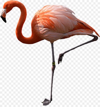 Download, Computer Icons, Encapsulated Postscript, Flamingo, Greater Flamingo PNG