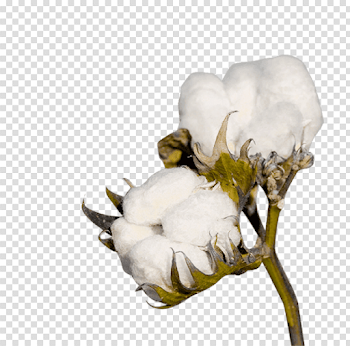 Download cotton plant clipart png photo | TOPpng