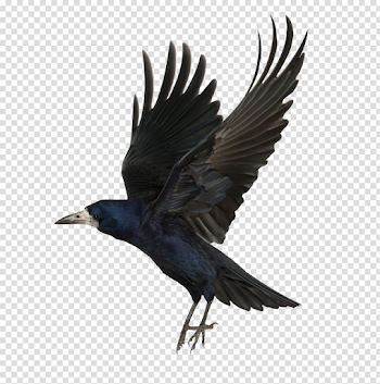 Download Crow PNG Background Image For Designing Projects - Free ...