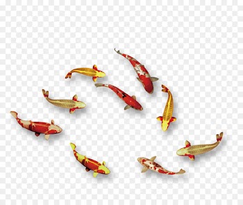 Download Designer Fish - Nine fish Figure psd material 