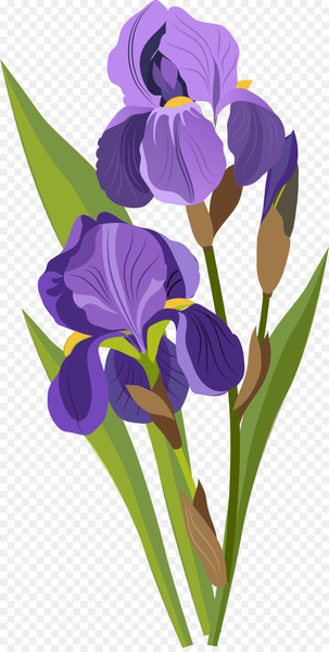 Download Drawing Tulip - Purple tulips 
