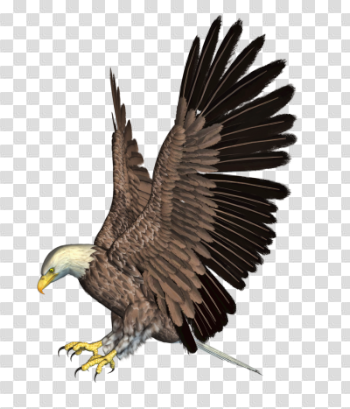 Download EAGLE Free PNG transparent image and clipart