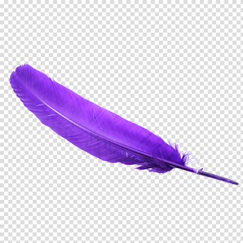 Download Feather PNG Clipart - Free Transparent PNG Images, Icons ...