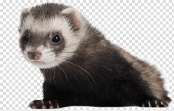 Download ferret png images background | TOPpng