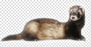 Download ferret png images background | TOPpng