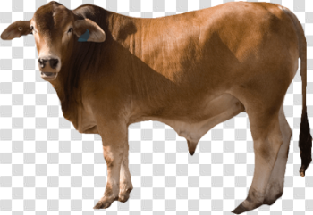 Download Free png cow PNG, Download PNG image with transparent ...