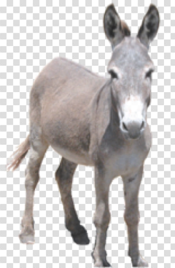 Download Free png Donkey PNG, Download PNG image with transparent ...