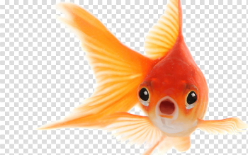 Download Free png Goldfish PNG Photo - DLPNG.com