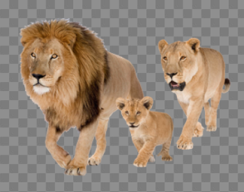 Download Free png Lions PNG, Download PNG image with transparent ...