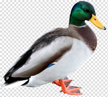 Download Free png Mallard PNG Pic - DLPNG.com