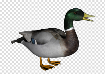 Download Free png Mallard PNG Transparent Image - DLPNG.com