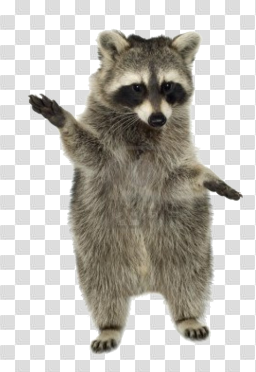 Download Free png Raccoon PNG, Download PNG image with transparent ...