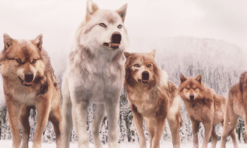 Download Free png Wolves Png (95+ images in Collection) Page 2 ...