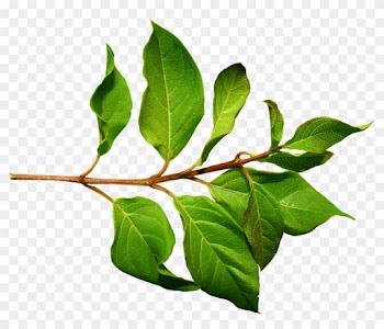 Download Green Leaves Free Png Photo Images And Clipart - Leaf Png