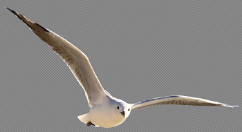 Download Gull Bird PNG Image for Free