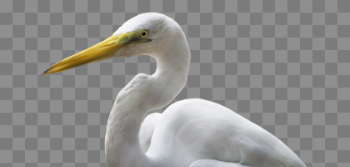 Download Heron PNG Transparent Image 420×200 For Designing Projects