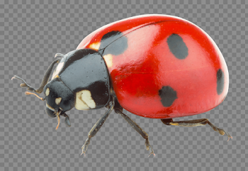 Download ladybug png images background | TOPpng
