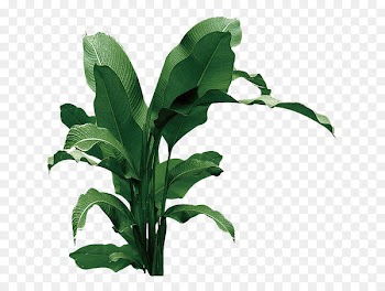Download Leaf Musa basjoo - A banana tree 