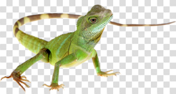 Download Lizard PNG HD 420×225 For Designing Purpose