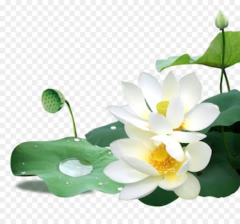 Download - Lotus 