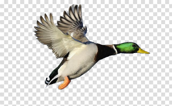 Download Mallard PNG Photos - Free Transparent PNG Images, Icons ...