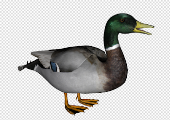 Download Mallard PNG Transparent Image - Free Transparent PNG ...