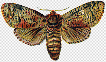 Download Moth PNG Transparent Image - Free Transparent PNG Images ...
