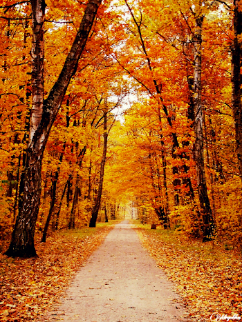 Download Natural Background Images Png () png images - sarfrance.net