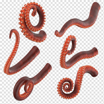 Download Octopus Tentacles HQ Image Free PNG HQ PNG Image | FreePNGImg