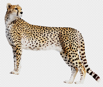 Download Panther Leopard Cat Tiger Black Cheetah Clipart PNG Free ...