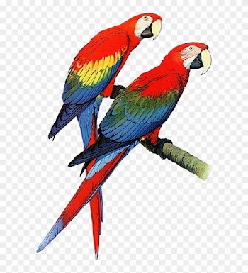 Download Parrot Png Transparent Images Transparent - Parrots Of The World Book
