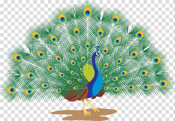 download-Peacock-PNG-transparent-images-transparent-backgrounds ...