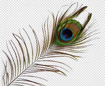 download-Peacock-PNG-transparent-images-transparent-backgrounds ...