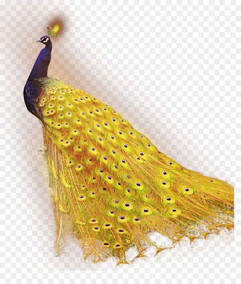 Download Peafowl - Golden Peacock 