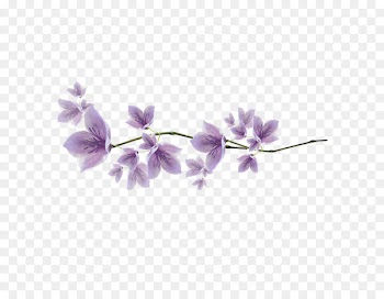 Download, Plants, Flower, Violet, Purple PNG