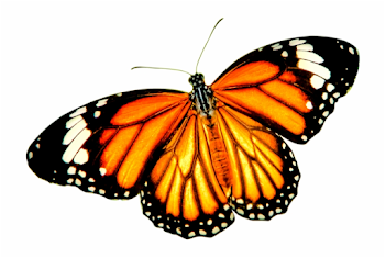 Download Png Balloon Image - Orange Butterfly Transparent ...