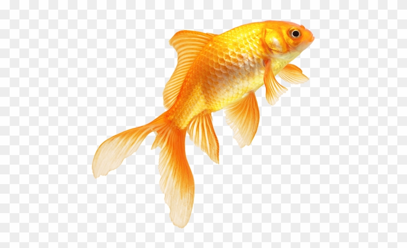 Download Png Image Report - Fish Png Images Hd