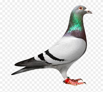 Download Png Image Report - Racing Pigeon Png Logo