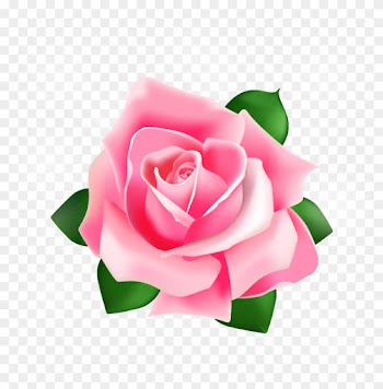 Download Png - Pink Rose Shower Curtain