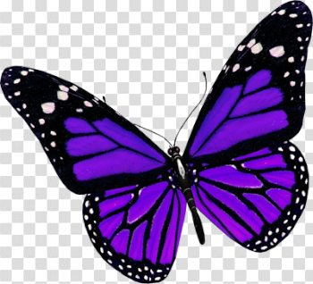 Download Purple Butterfly File HQ PNG Image | FreePNGImg