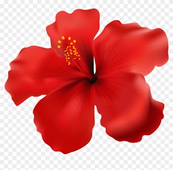 Download Red Png Images - Hibiscus Rose Png