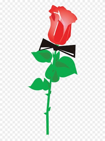 Download - - Red Rose