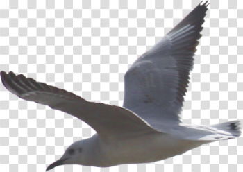 Download SEAGULL Free PNG transparent image and clipart