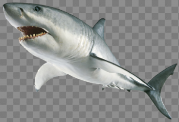 Download Shark PNG Image 407×279