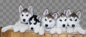 Download Siberian Husky Puppy PNG File 420×182 386