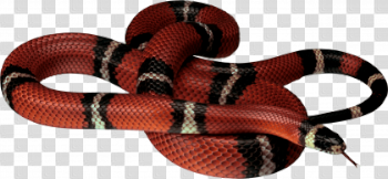 Download Snake PNG File 420×194 429