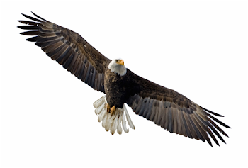 Download Soaring Eagle Transparent Png - Flying Eagle Transparent ...